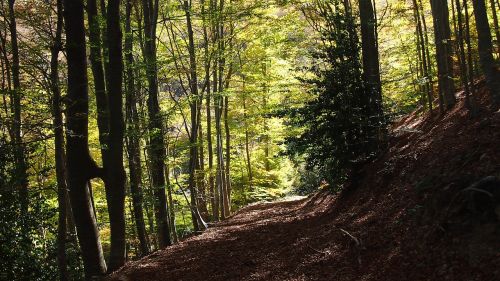 forest landscape nature