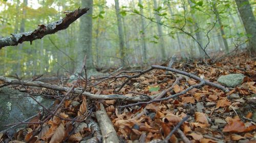 forest autumn landscape