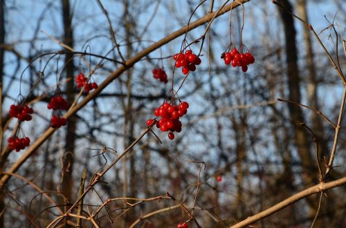 forest berries nature