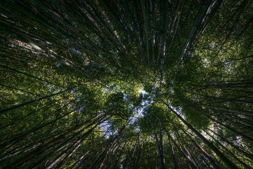 forest trees perspective