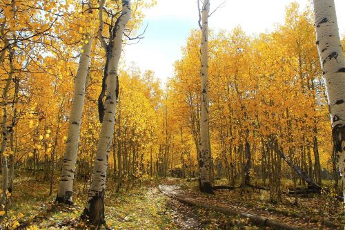 forest autumn yellow