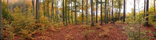 forest nature trees