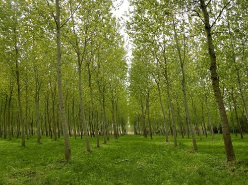 forest park poplars