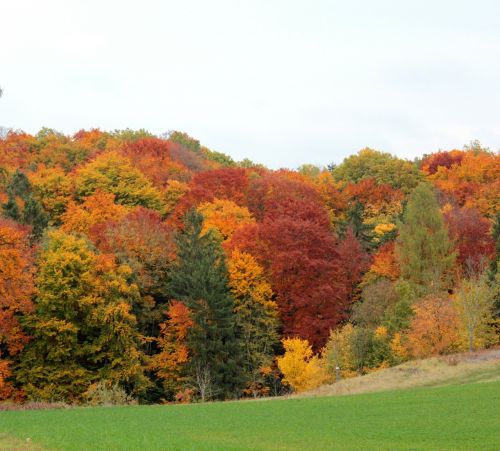 forest autumn colorful