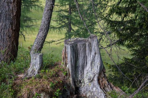forest tree stump moss