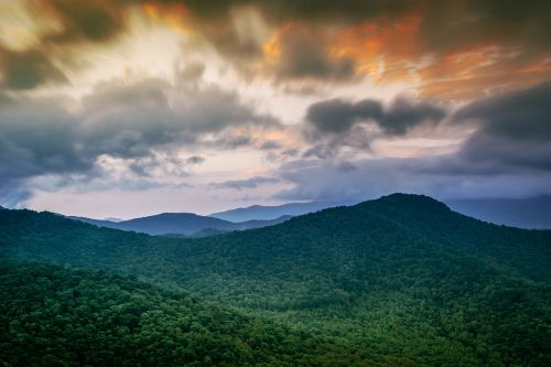 forest trees hills