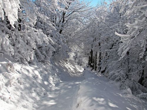 forest winter snow