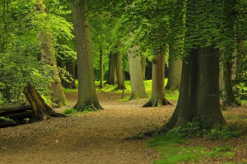 forest trees nature