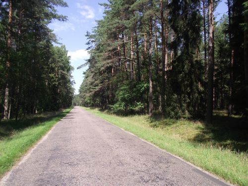 forest trees foliage