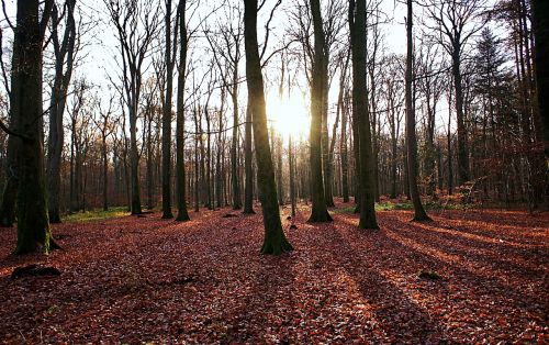 forest autumn trees