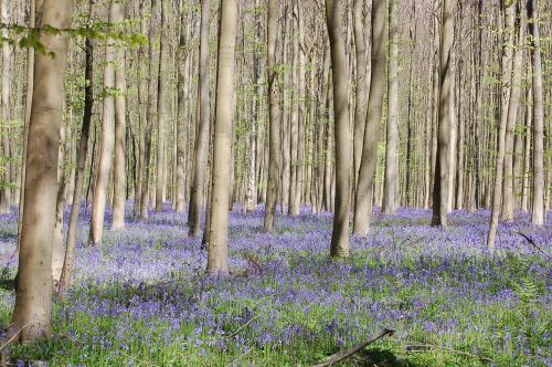 forest trees flowers