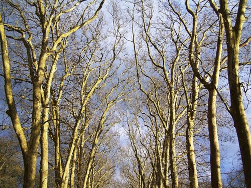 forest leaf path