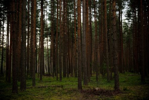 forest woods trees