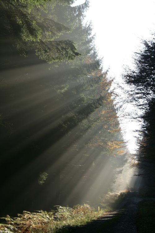 forest beam ray of light