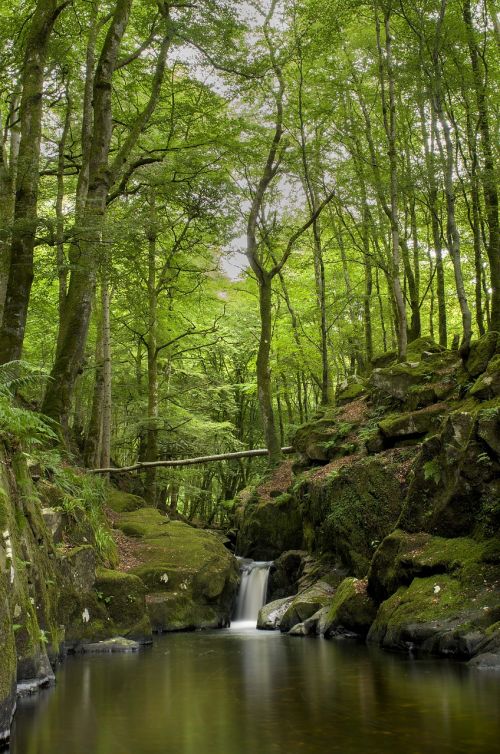 forest waterfall water