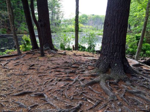 forest roots trees