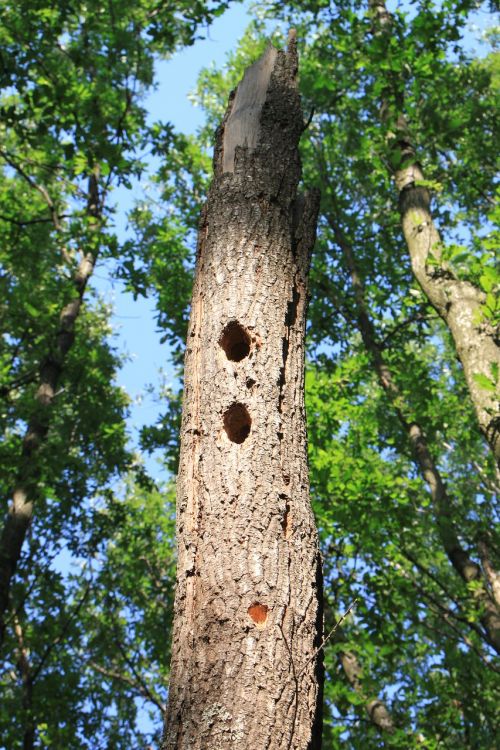 forest holes oak