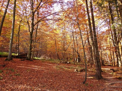 forest autumn tree