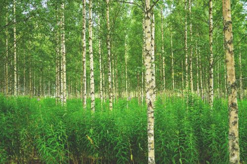 forest birch birch forest