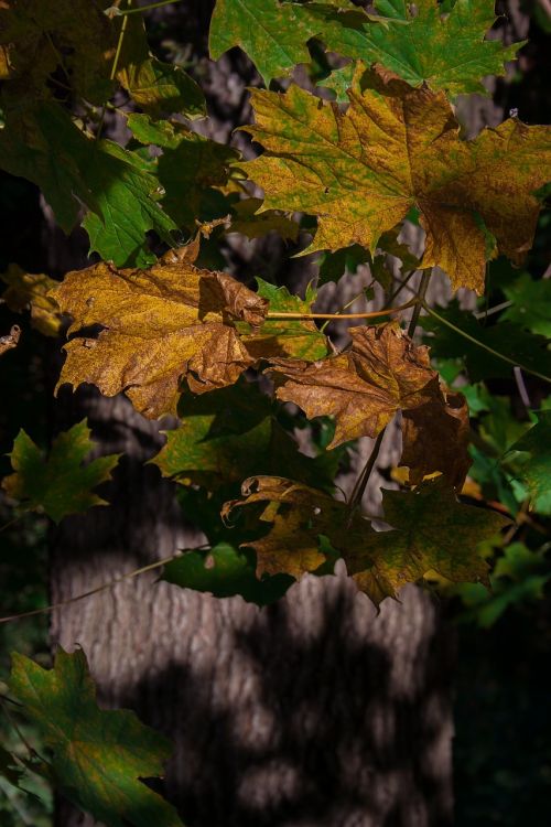 forest autumn foliage