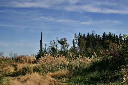 forest trees grass