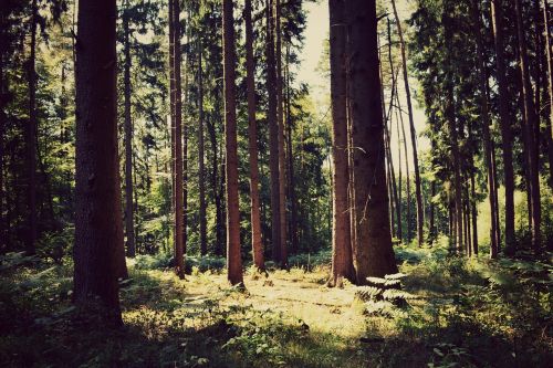 forest tree twilight