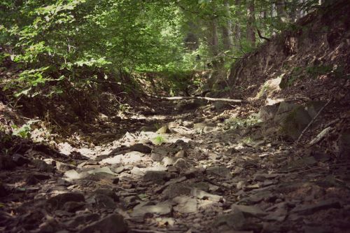 forest riverbed stone