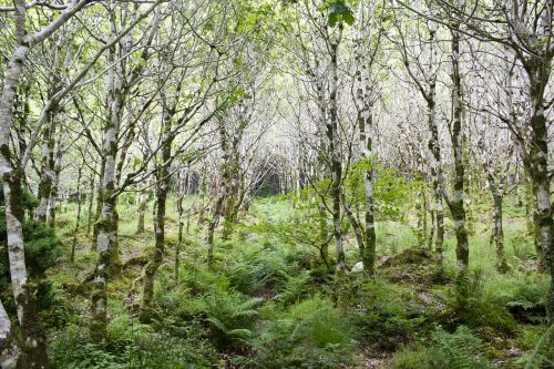 birch forest birch forest