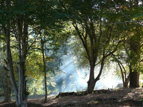 forest mist smoke