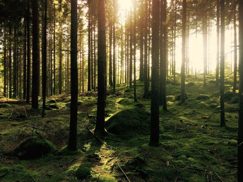 forest trees sunlight