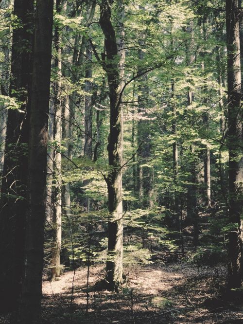 forest tree foliage