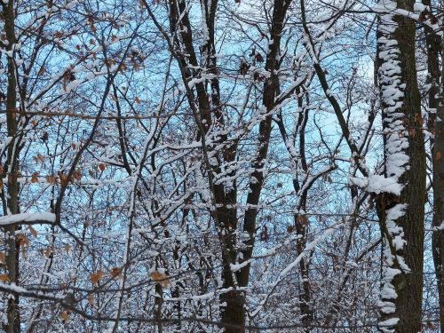 forest trees snowy