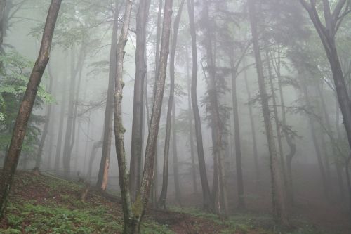 forest fog trees