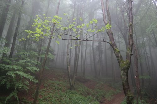 forest fog trees