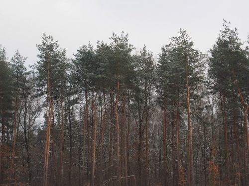 forest woods trees