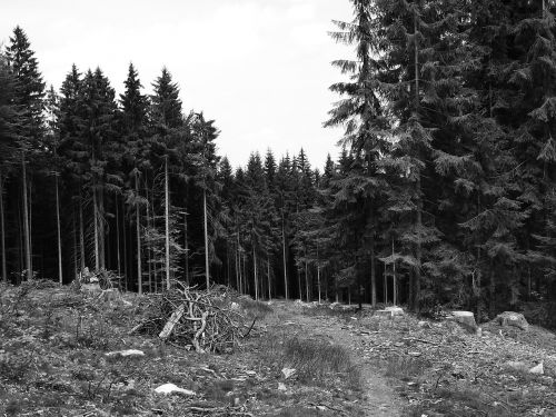 forest forest road trees