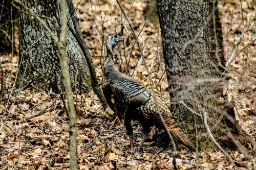 turkey bird wilderness