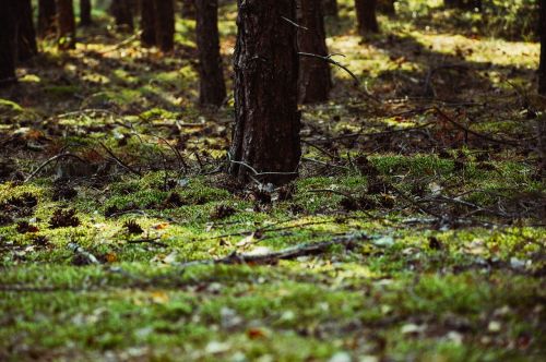 forest tree grass