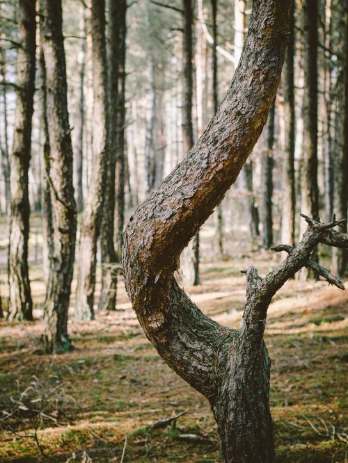 forest trunk shape