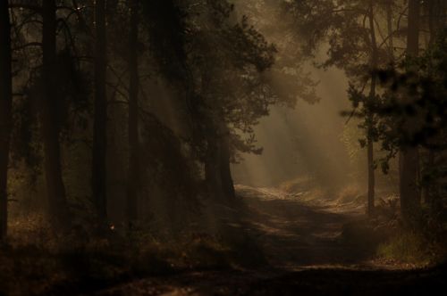 forest dark time