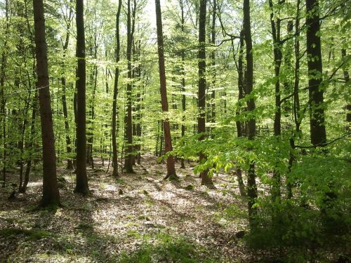 forest maiwald spring