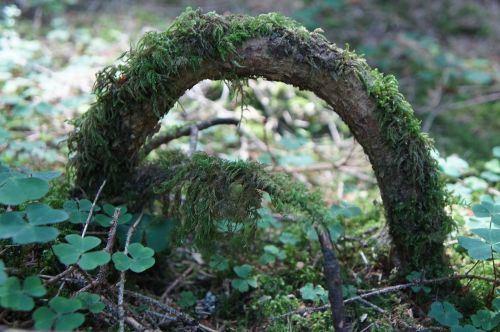 forest root moss