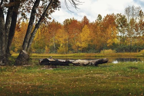 forest autumn nature