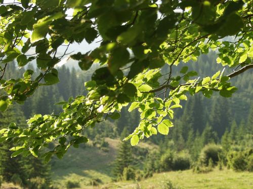 forest tree nature