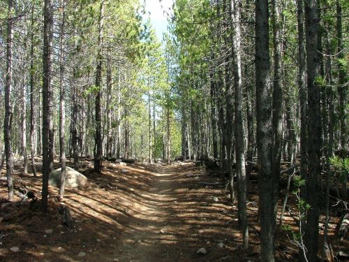 forest trail path