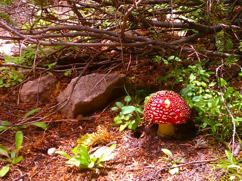 forest mushrooms toadstools