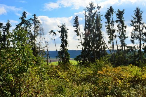 forest trees nature