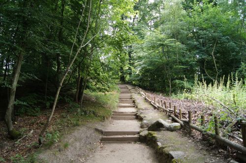 forest gradually away