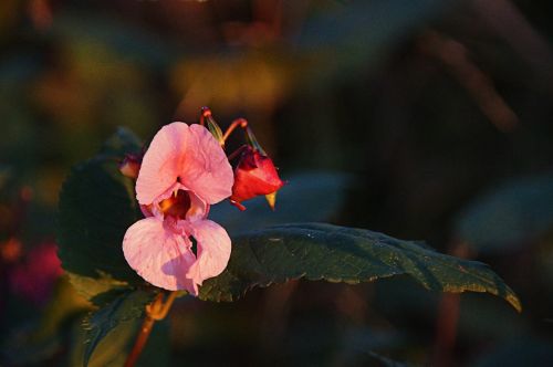 forest flower forest flower