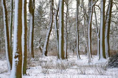 forest winter trees